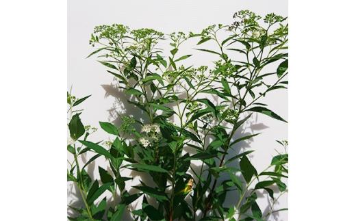 緑の力で地球を元気に!【シモツケ　白花】15cmポット　高さ40cm前後　3本セット