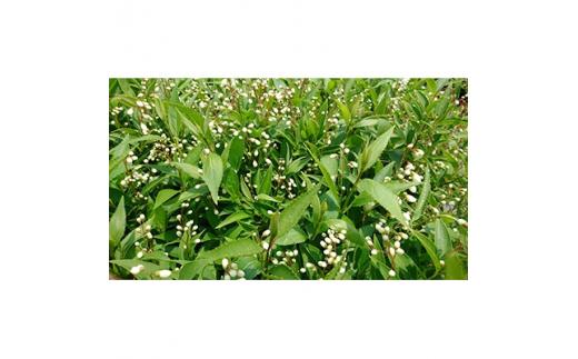 緑の力で地球を元気に!【ヒメウツギ】12cmポット　高さ30cm前後　5本セット