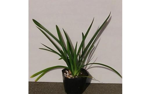 緑の力で地球を元気に!【アガパンサス紫花】15cmポット　高さ30cm前後　単品