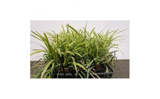 緑の力で地球を元気に!【フイリヤブラン】10.5cmポット　15本セット　定番グランドカバー