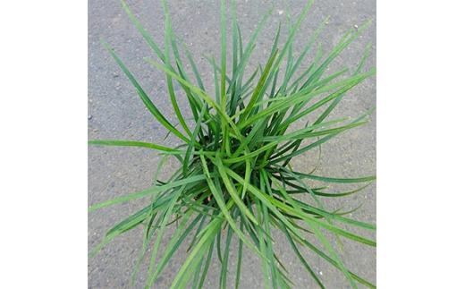 緑の力で地球を元気に!【リュウノヒゲ】9cmポット　28本セット　竜の髭(ジャノヒゲ)