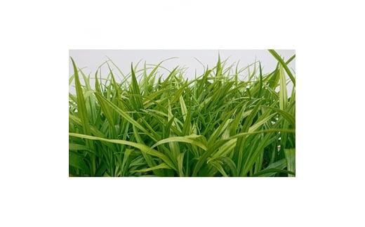 緑の力で地球を元気に!【キチジョウソウ】　10.5cmポット　15本セット　花が咲くと縁起が良い!