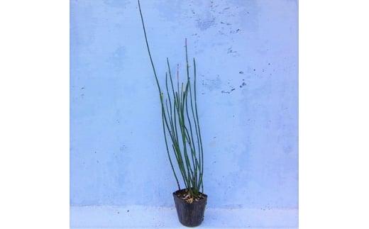 緑の力で地球を元気に!【トクサ】　10.5cmポット　20本セット　ビオトープ水鉢に　寄せ植えに!