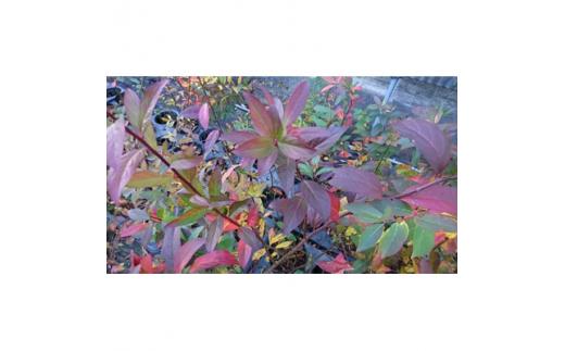 緑の力で地球を元気に!【コバノズイナ】　18cmポット　小葉の髄菜　花と紅葉とお楽しみいっぱい!