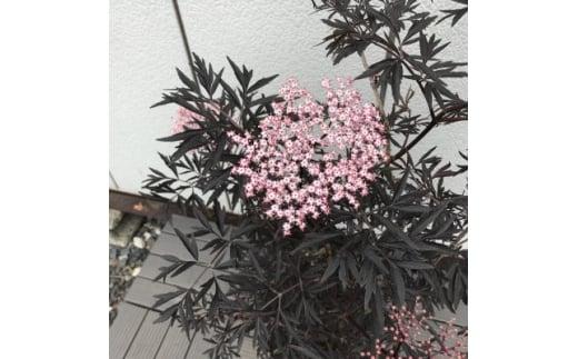 人気品種  西洋ニワトコサンブカス ブラックレース 5号 〈プラス樹〉