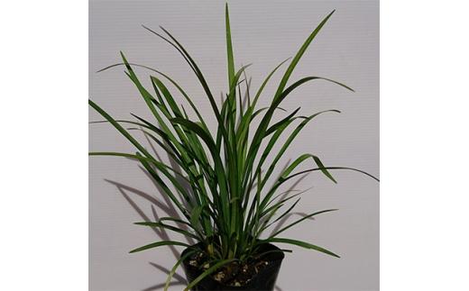 緑の力で地球を元気に!【ヤブラン】10.5cmポット　15本セット　紫の花と黒い実が美しい!