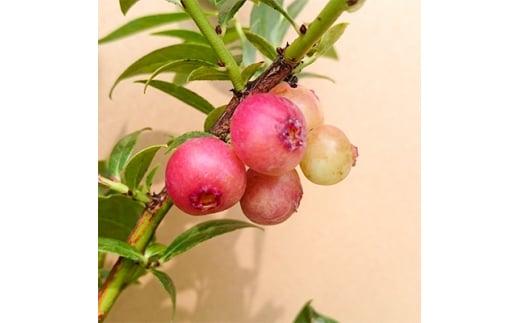 ピンクの果実 ハイブリッドブルーベリー ピンクレモネード　(庭木・果樹)