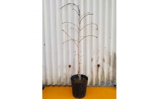 濃いピンク花の綺麗な枝垂れ桜　仙台しだれ桜　(庭木・果樹)