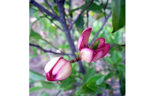 バナナの香りがする花!カラタネオガタマ(ポートワイン)  (ガーデニング用)