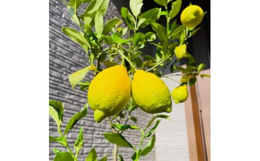 ＜2026年5月中旬頃発送＞レモンの木 果樹苗7号鉢カバーリスボンレモン自宅で収穫(ガーデニング用)