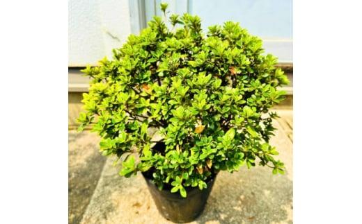 珍しい!年に2度咲くバラ咲きツツジ6号(18cm)鉢植え  (ガーデニング用)