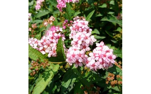 緑の力で地球を元気に!【シモツケ　ピンク】15cmポット　高さ40cm前後　3本セット