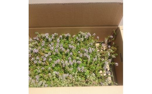 緑の力で地球を元気に!タイム・ロンギカウリス9cmポット　20ポット