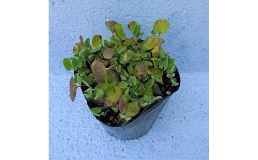 緑の力で地球を元気に!【ディコンドラ】ダイコンドラ　9cmポット　24本セット　雑草対策に