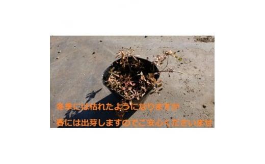 緑の力で地球を元気に!【ヒメイワダレソウ】9cmポット　緑の絨毯　40鉢 芝生のように広がる