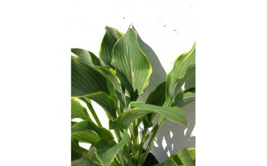 緑の力で地球を元気に!【リーガルスプレンダー】15cmポット　ギボウシ　ホスタ　1鉢　日陰に彩りを