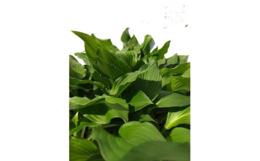 緑の力で地球を元気に!【ギボウシ】10.5cmポット　緑葉　日陰に彩りと涼しさを　10鉢