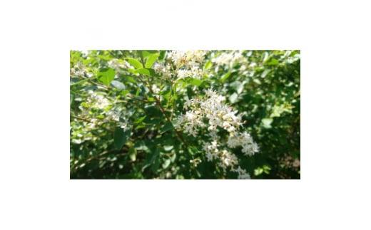 緑の力で地球を元気に!【プリペット】3本セット　15cmポット　生垣　目隠し　刈込に強い