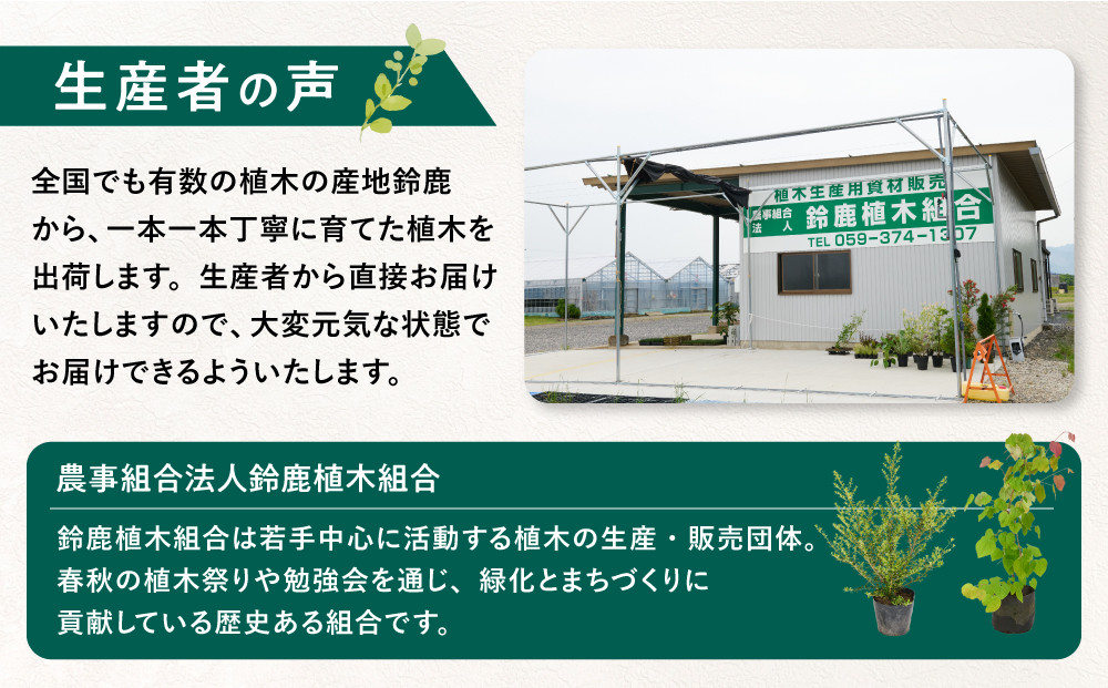 素敵な植物　ココスヤシ　2本セット