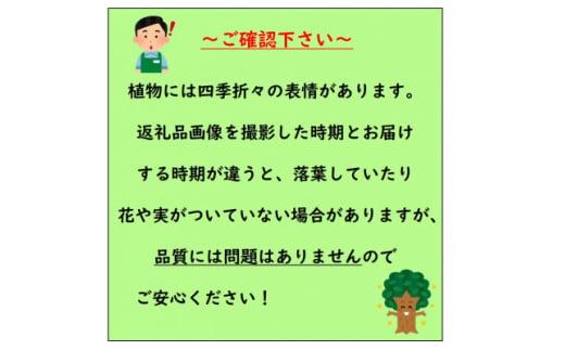 アベリア　レディーサマードリーム　7号　〈プラス樹〉