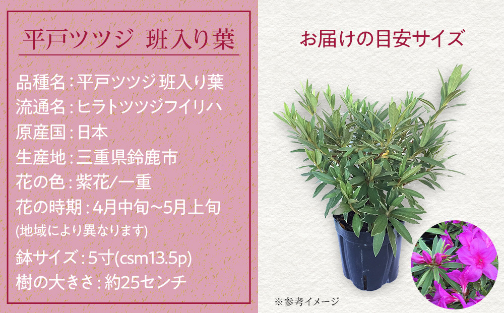 特産品 平戸ツツジ斑入り葉 4本セット