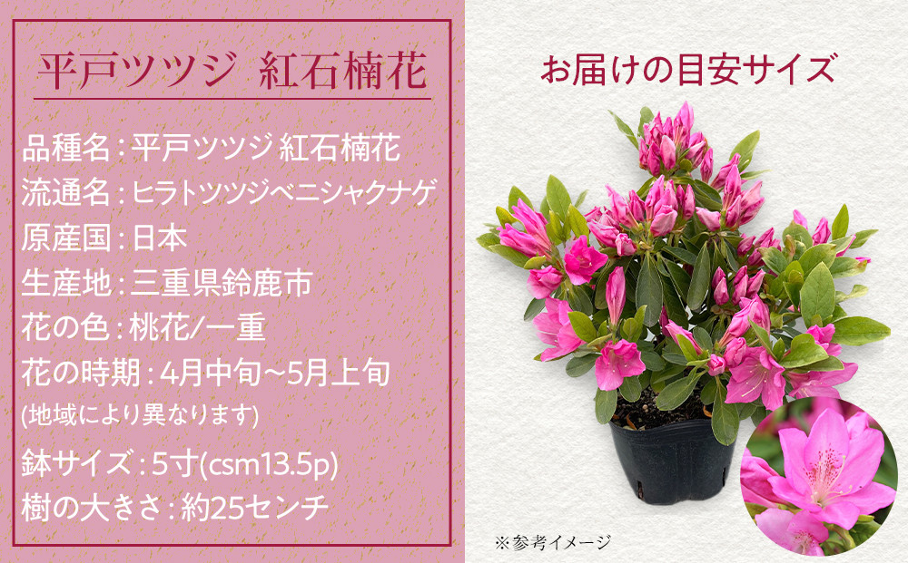 特産品 平戸ツツジ 紅石楠花 4本セット