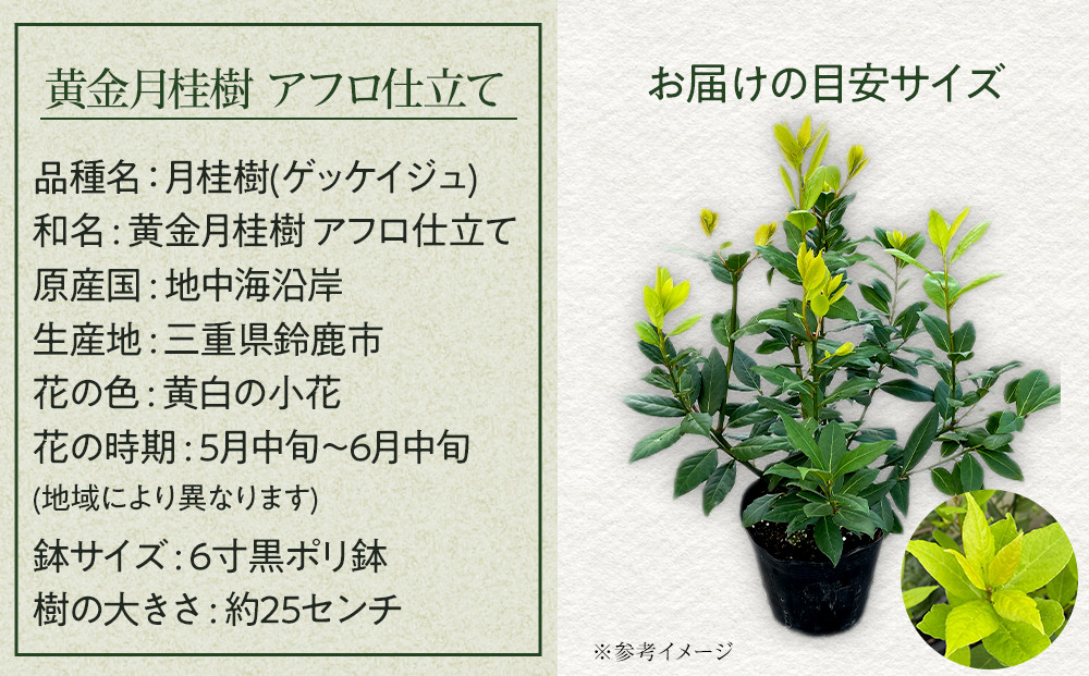 黄金月桂樹　アフロ仕立て