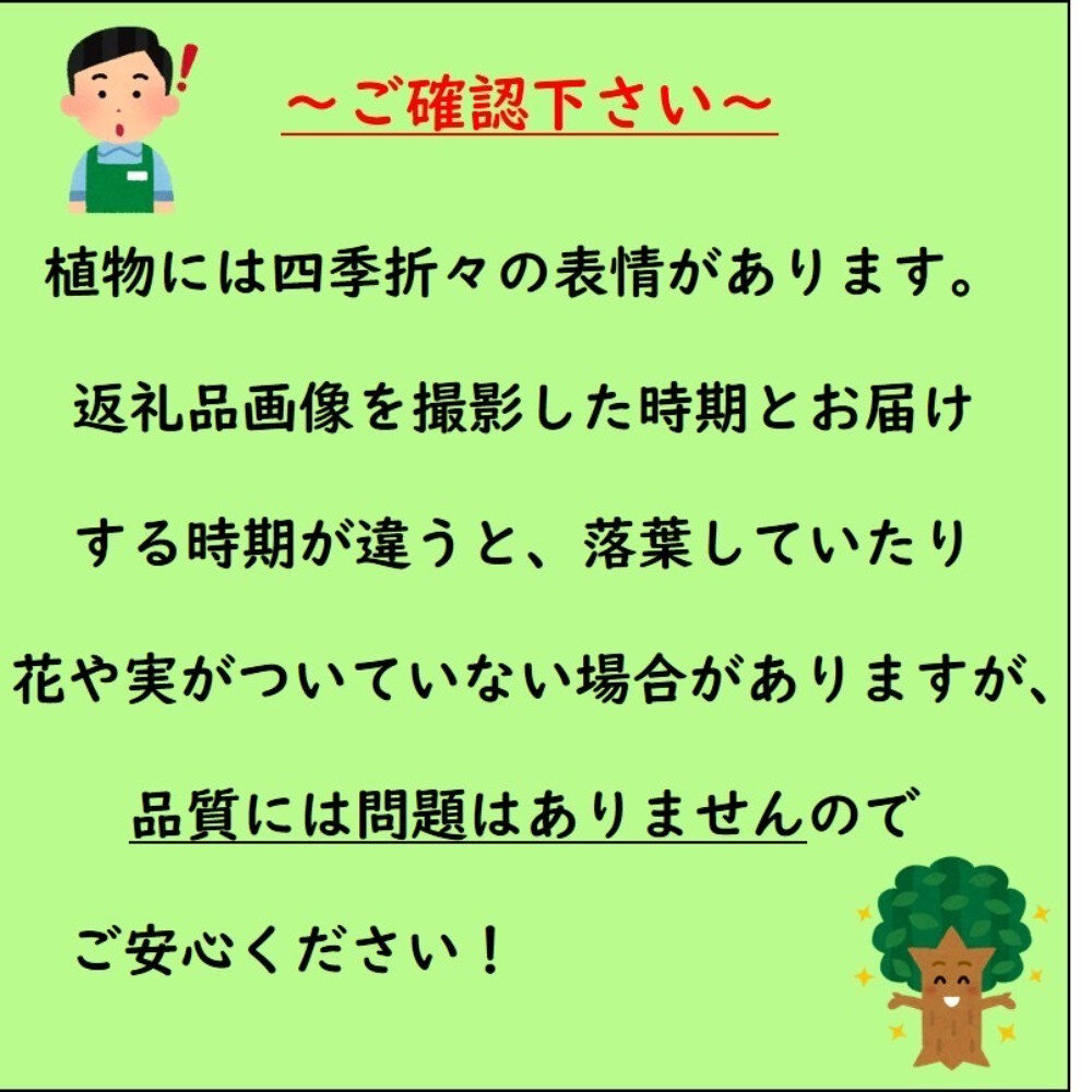 緑の力で地球を元気に！【フイリヤブラン】15cmポット 3本