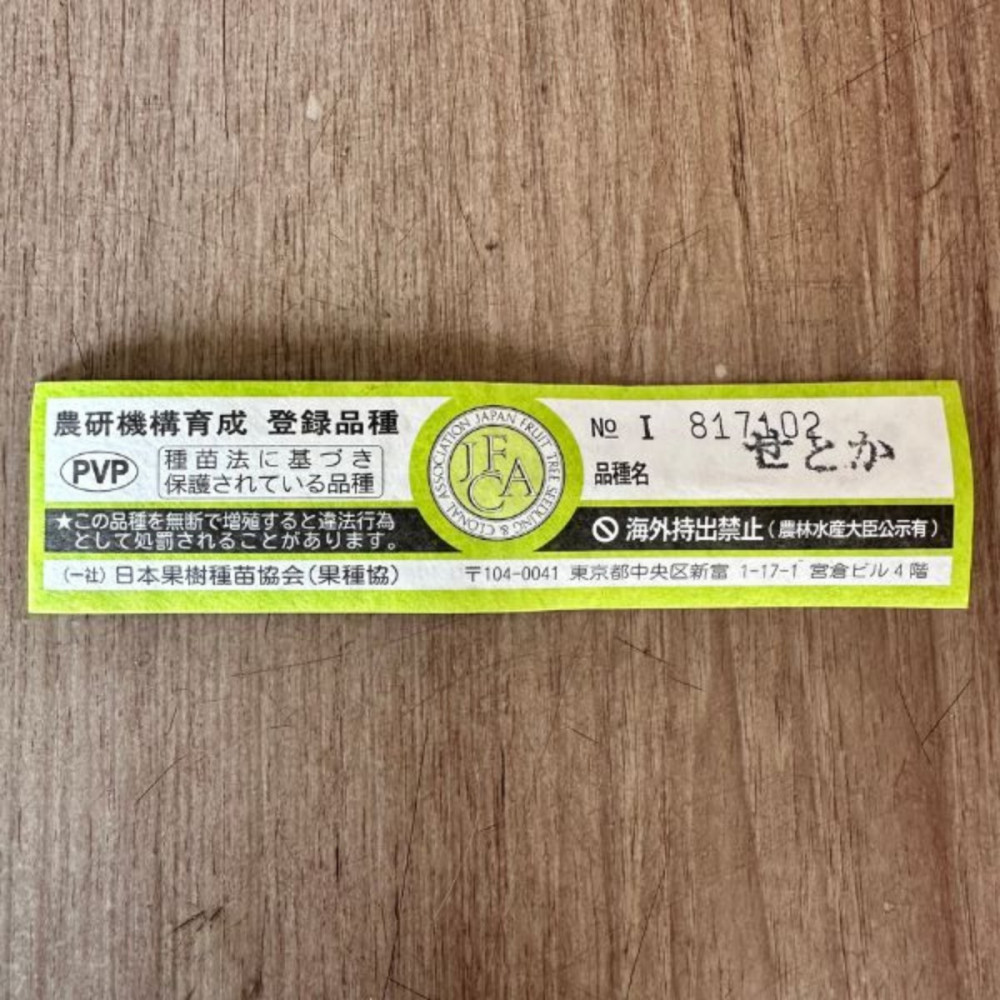 【2026年5月中旬から発送】みかんの苗木 せとか 7号 鉢カバー 果樹苗(ガーデニング用)