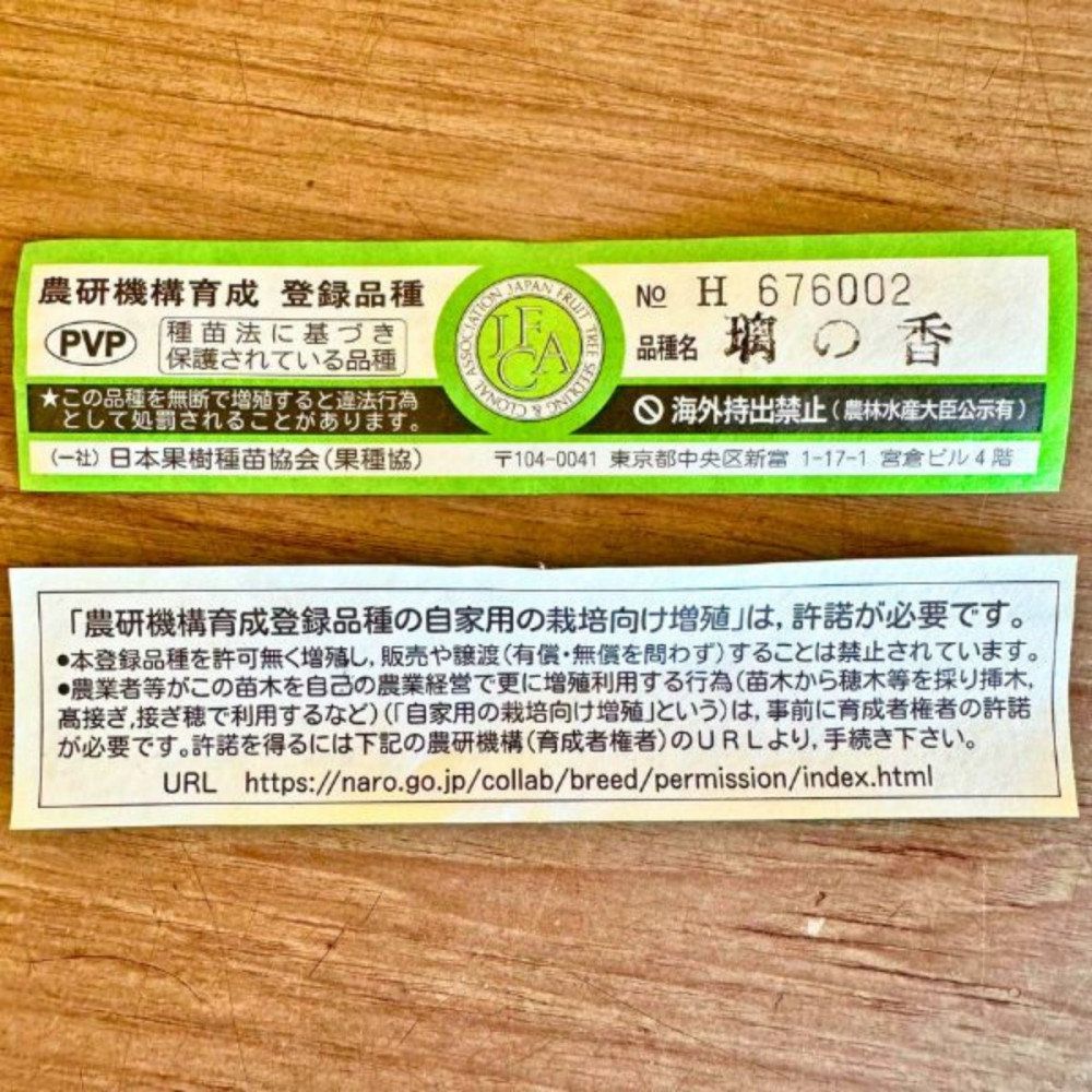 ＜2026年5月中旬頃発送＞レモンの木(璃の香)りのか 7号鉢カバー(ガーデニング用)