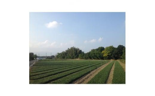 三重県鈴鹿市産　品質抜群の玉竜　200ポット