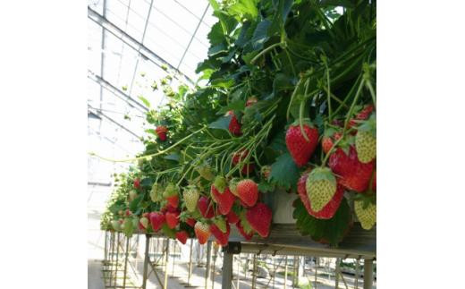 【先行予約】三重県鈴鹿市産 いちご とちおとめ 24粒