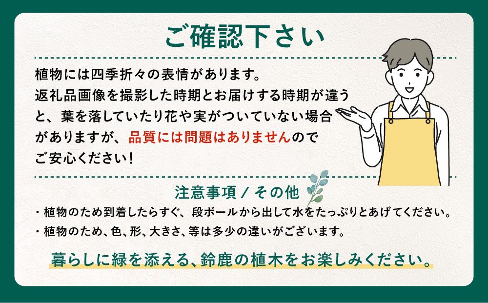 おうちでサクランボ狩り 1本で実がなる 暖地サクランボ　(庭木・果樹)