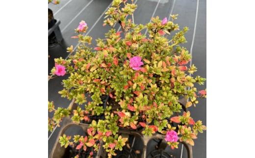 珍しい!年に2度咲くバラ咲きツツジ6号(18cm)鉢植え  (ガーデニング用)