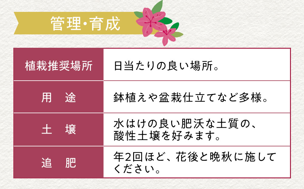 特産品 サツキ伊勢路紫 4本セット
