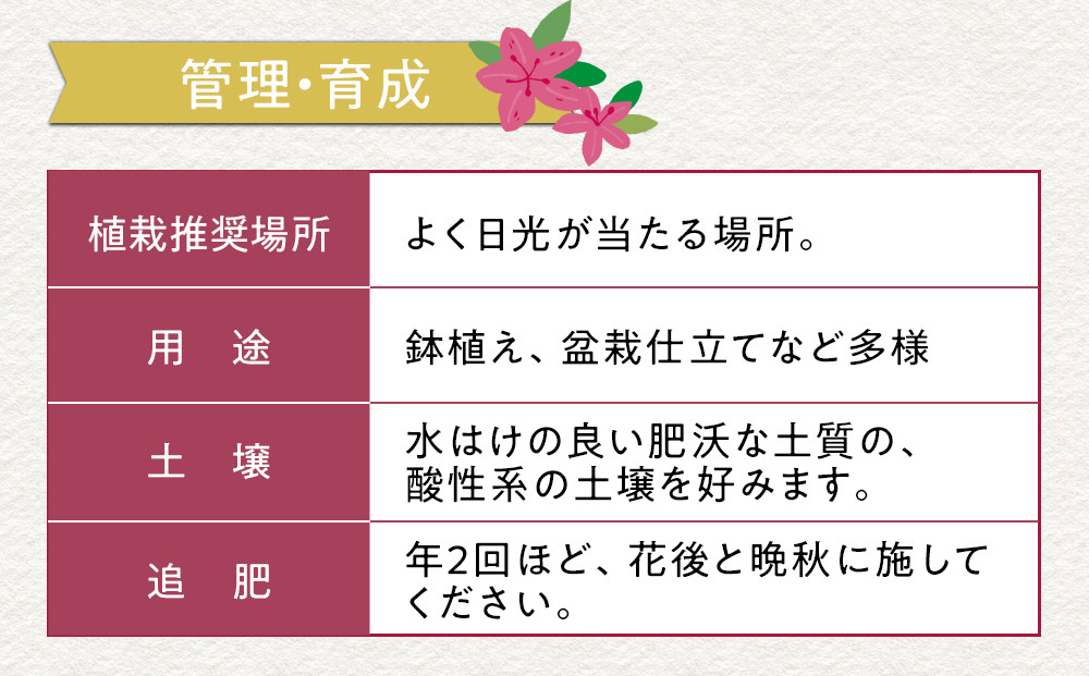 特産品 平戸ツツジ斑入り葉 15本セット