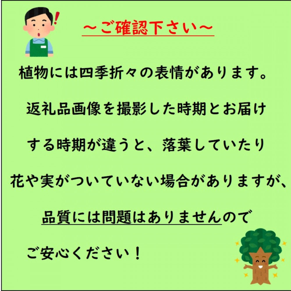 【2026年5月中旬から発送】みかんの苗木 せとか 7号 鉢カバー 果樹苗(ガーデニング用)