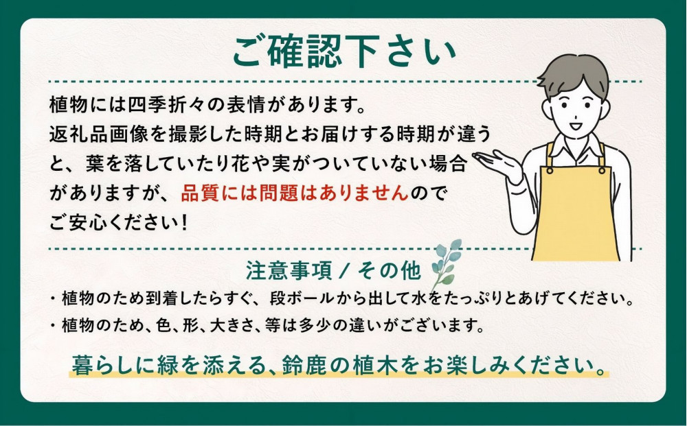 【産地直送】元気なタマリュウ(7.5pot)60本セット[約1.5平方メートル分]