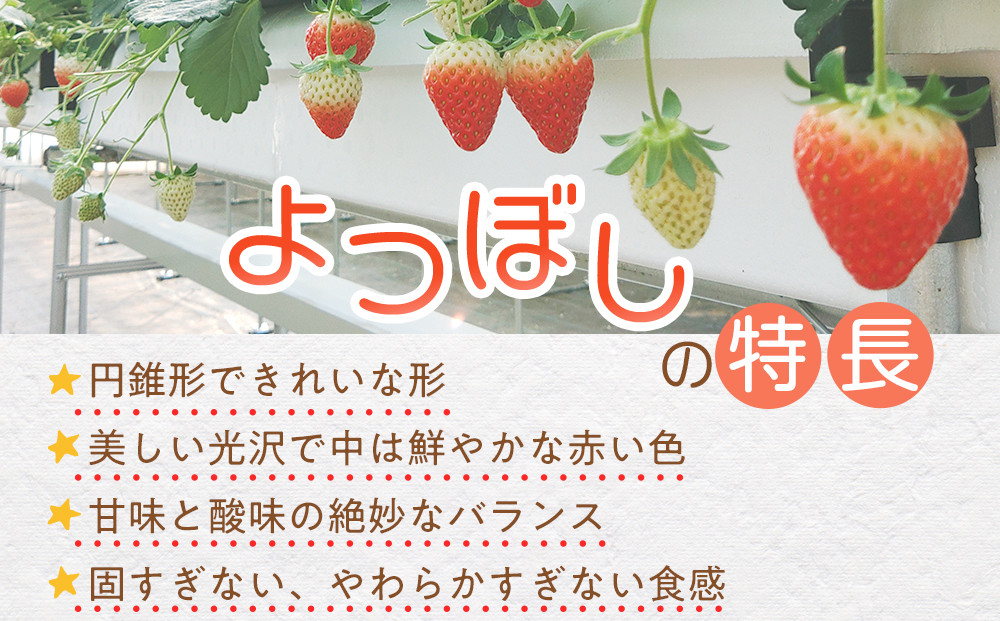 【先行予約】2026冬いちご　よつぼし　250g×4　１粒約30g