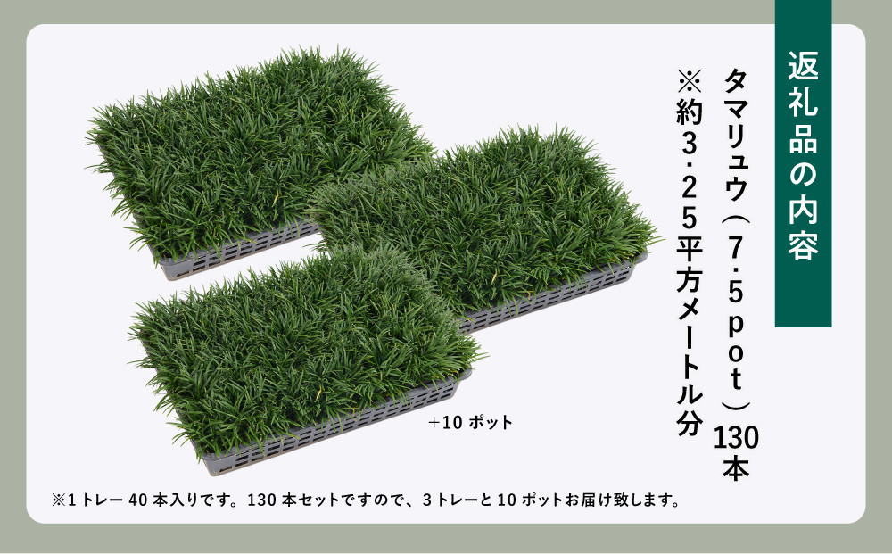 【産地直送】元気なタマリュウ(7.5pot)130本セット『約3.25平方メートル分』