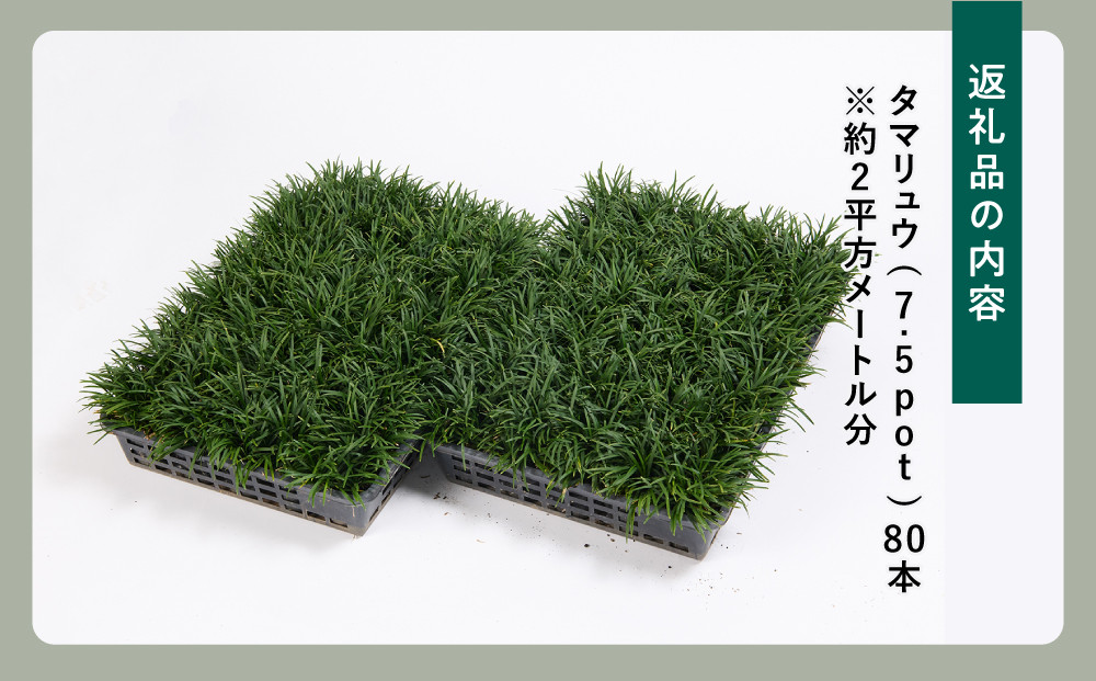 【産地直送】元気なタマリュウ(7.5pot)80本セット[約2平方メートル分]