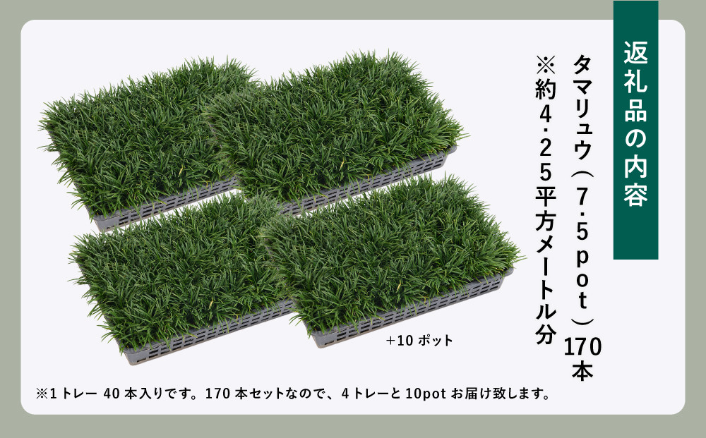 【産地直送】元気なタマリュウ(7.5pot)170本セット[約4.25平方メートル]