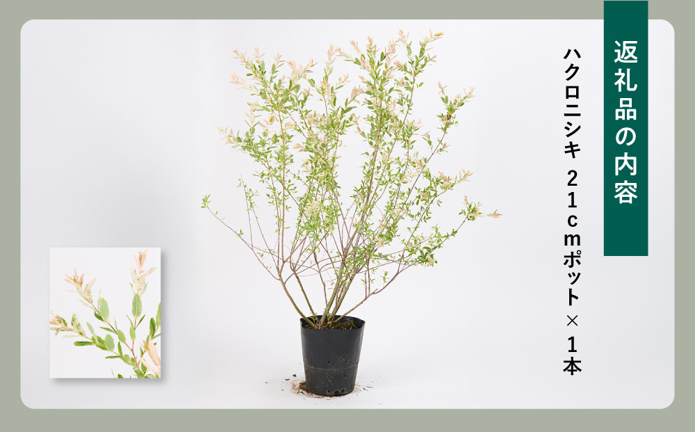緑の力で地球を元気に!【ハクロニシキ】　21cmポット高さ100cm前後　新芽が綺麗で刈込に強い!