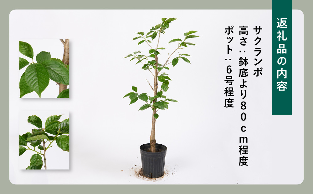 おうちでサクランボ狩り 1本で実がなる 暖地サクランボ　(庭木・果樹)