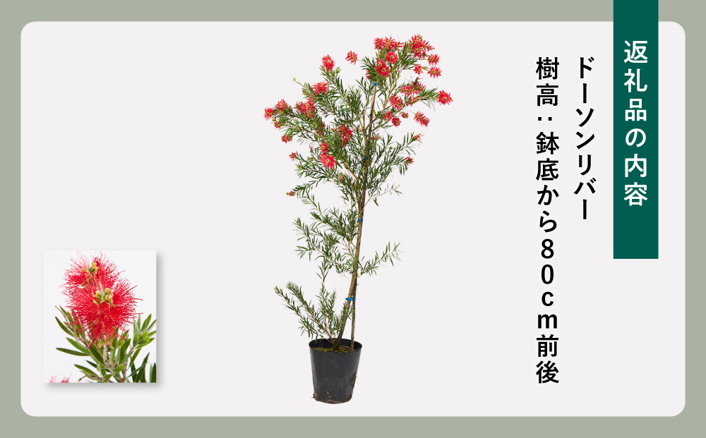 四季咲きブラシノキ(ドーソンリバー) (ガーデニング用)