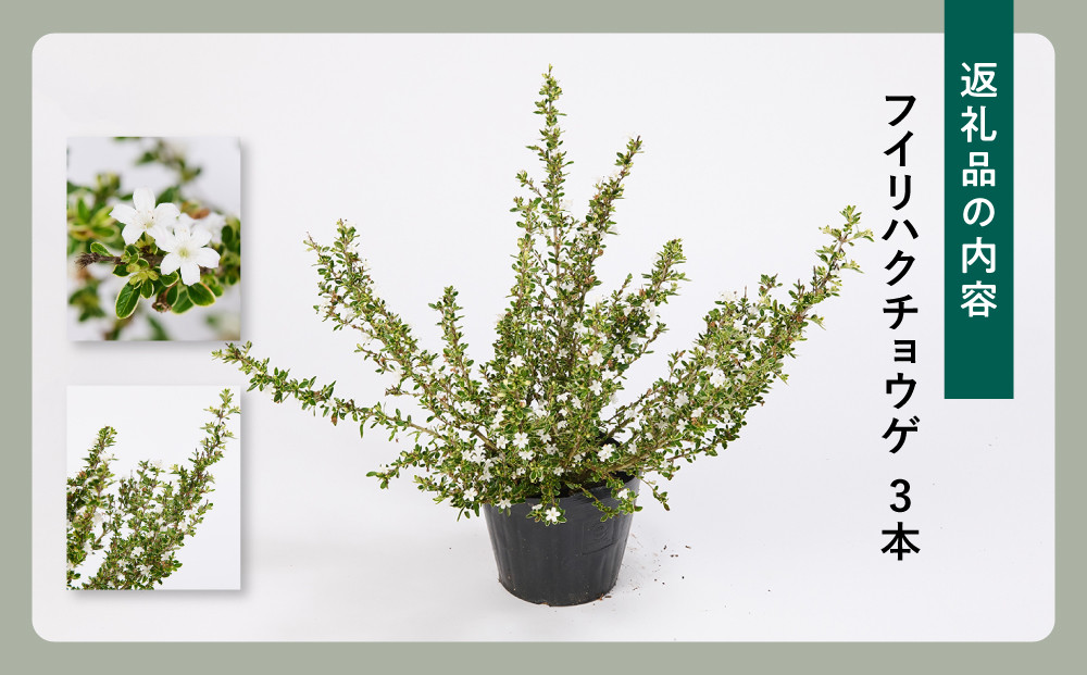 フイリハクチョウゲ　3本