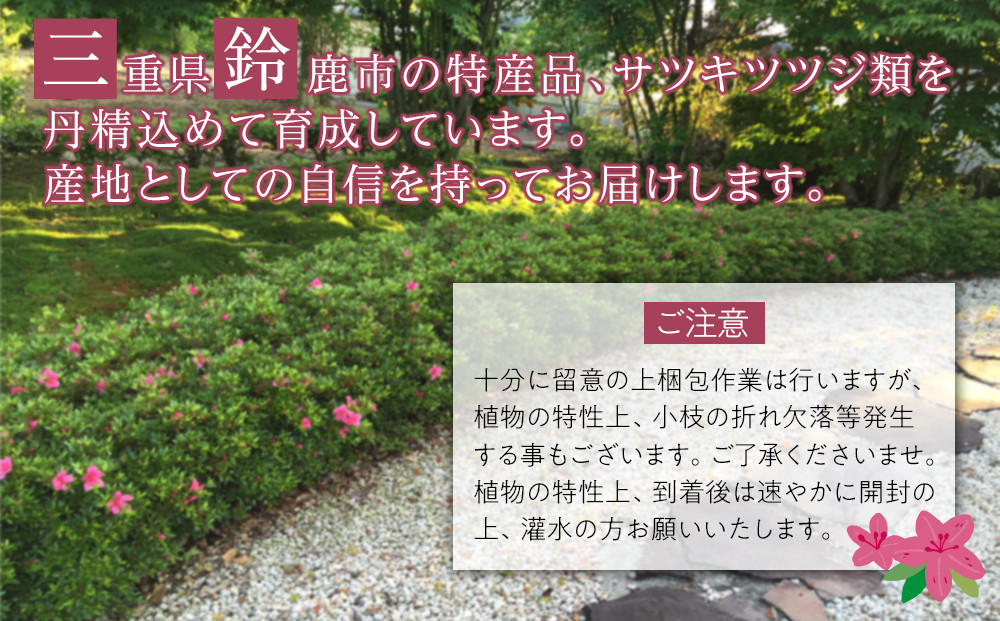 特産品 サツキ伊勢路紫 4本セット