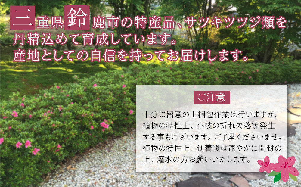 特産品 平戸ツツジ斑入り葉 15本セット