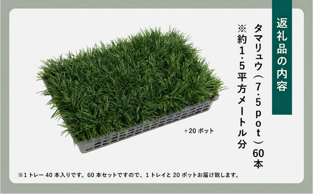 【産地直送】元気なタマリュウ(7.5pot)60本セット[約1.5平方メートル分]