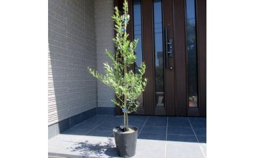 オリーブの木　品種ミッション オリーブの苗木 7号(21cm) ポット (ガーデニング用)